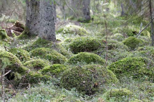 Lots of small humps covered with green moss in the forest photo