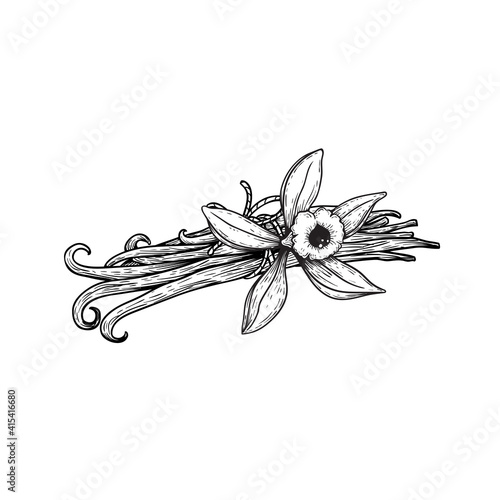 Vanilla sticks in bunch and vanilla flower. Sketch style hand drawn design. Aroma spices drawing. Vector illustration isolated on white background.