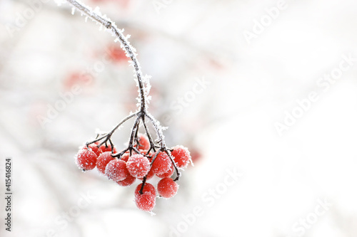 Winter frozen viburnum under the snow. Viburnum in the snow. Red berries. Wonderful winter. Hoarfrost