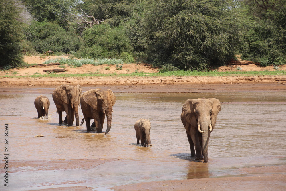 Elephant river crossing