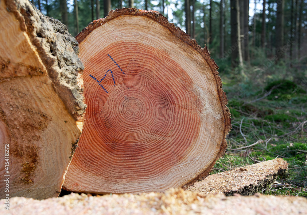 Close up of a freshly felled tree in the woods with a close view of the annual rings Close up of a freshly felled tree in the woods with a close view of the annual rings