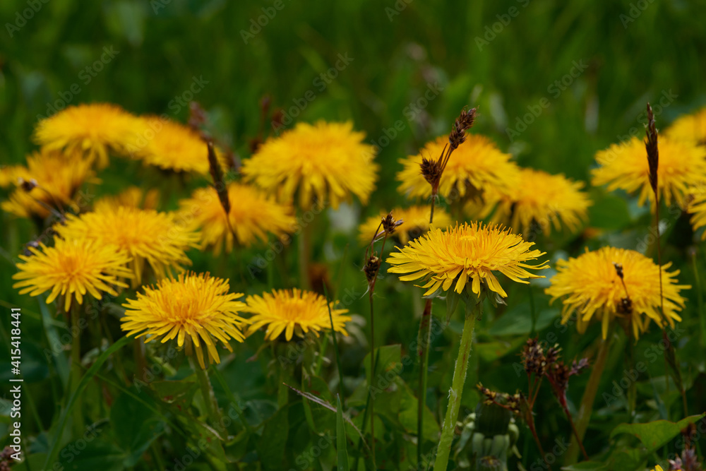 Gewöhnlicher Löwenzahn (Taraxacum sect. Ruderalia) Gewöhnlicher Löwenzahn (Taraxacum sect. Ruderalia)