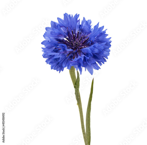 Blue Cornflower Herb or bachelor button flower head isolated on white background cutout