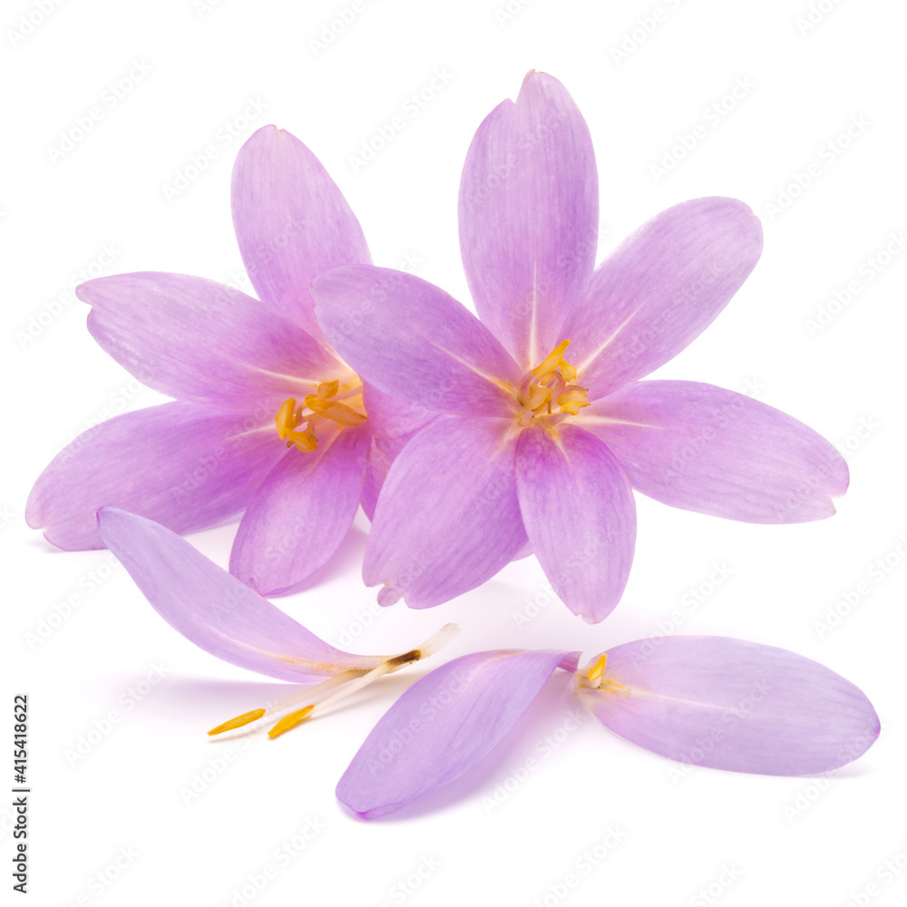 lilac crocus flowers isolated on white background