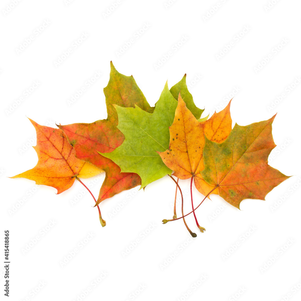 colorful autumn maple leaf isolated on white background colorful autumn maple leaf isolated on white background