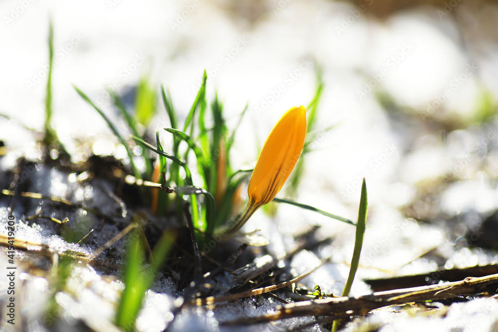 Spring flowers, white crocus snowdrops sun rays. White and yellow crocuses in the country in the spring. Fresh joyous plants bloomed. The young sprouts. Spring flowers, white crocus snowdrops sun rays. White and yellow crocuses in the country in the spring. Fresh joyous plants bloomed. The young sprouts.