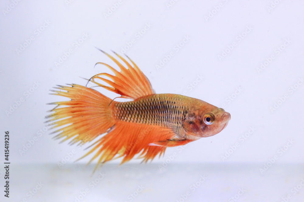 orange crowntail fancy betta fish. The betta fish which is predominantly orange in color, with a few other color combinations, looks beautiful in an aquarium against a separate white background orange crowntail fancy betta fish. The betta fish which is predominantly orange in color, with a few other color combinations, looks beautiful in an aquarium against a separate white background