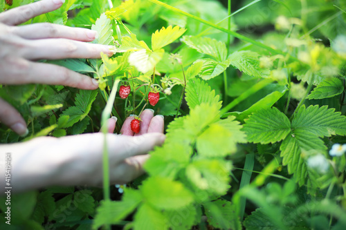 Farmer hand holding growing organic natural ripe red strawberry checking ripeness for picking hatvest. Tasty juice healthy berries plantation. Agricultural plant food business
