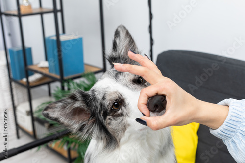 During the training, the handler taught the next trick to make the dog stick its nose in a circle made with the palm of the fingers. Intelligent Border Collie Sheepdog. Modern interior design of the