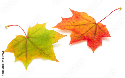 colorful autumn maple leaf isolated on white