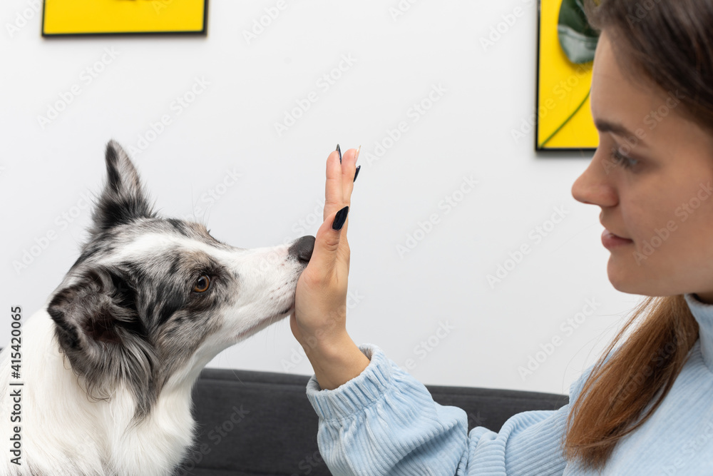 The dog puts its nose to the inside of the young trainer's hand