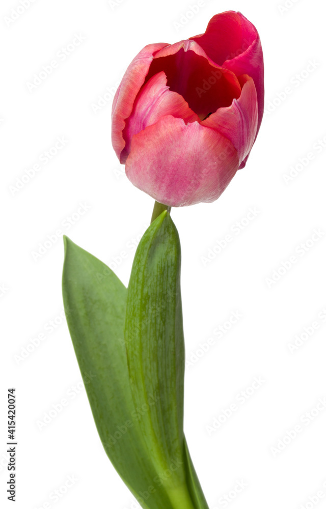 one pink tulip flower isolated on white background one pink tulip flower isolated on white background