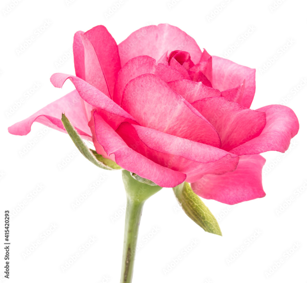 one pink rose flower isolated on white background cutout