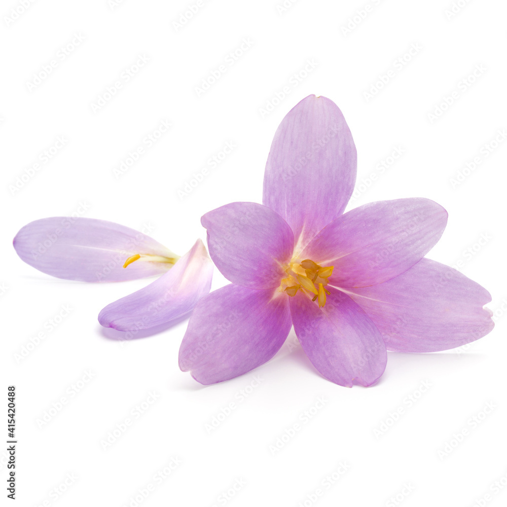 lilac crocus flowers isolated on white background