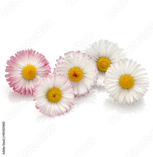 Beautiful daisy flowers isolated on white background cutout