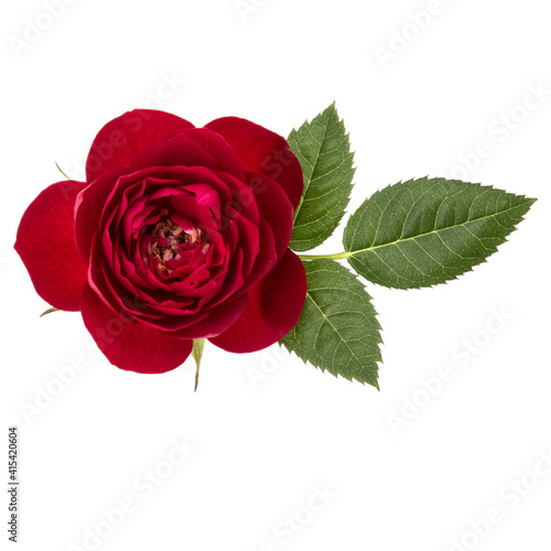 one red rose flower with leaves isolated on white background cutout