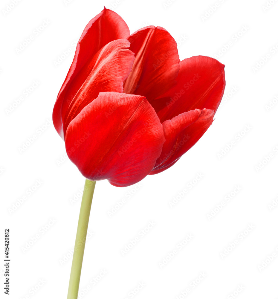 red tulip flower head isolated on white background red tulip flower head isolated on white background