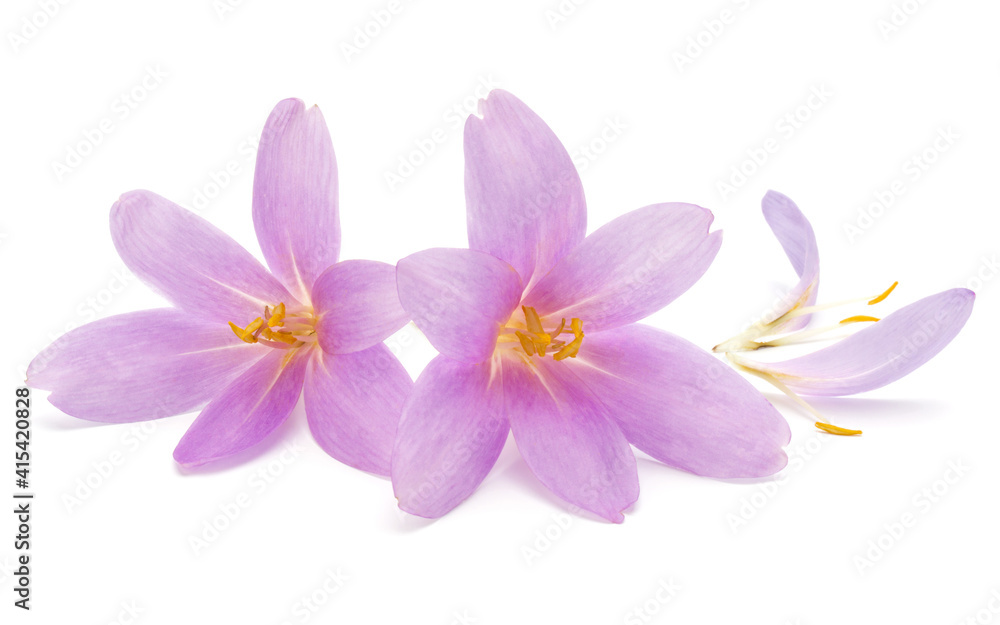 lilac crocus flowers isolated on white background