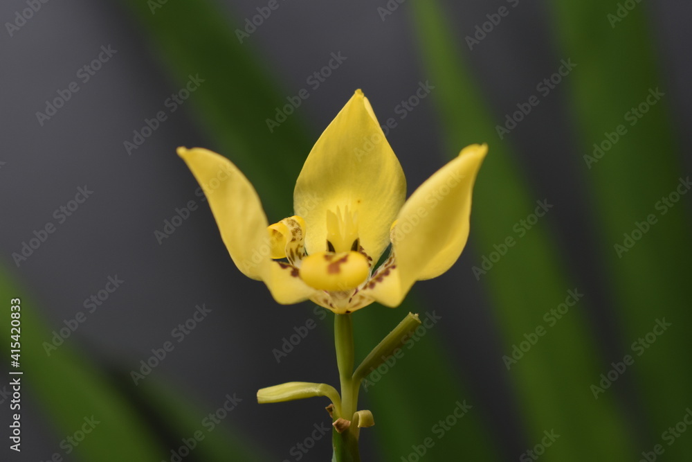 yellow crown yellow crown