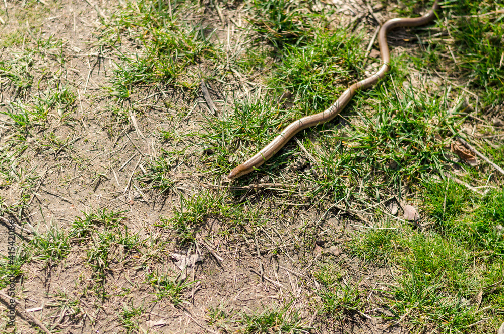 grass snake crawling on the grass grass snake crawling on the grass