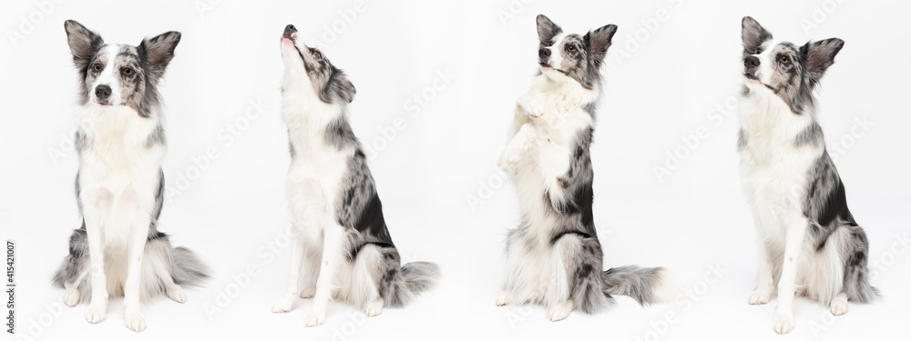 Multiple seated dog poses in a panoramic frame. Purebred Border Collie dog in shades of white and black, and long and fine hair. An excellent herding dog.