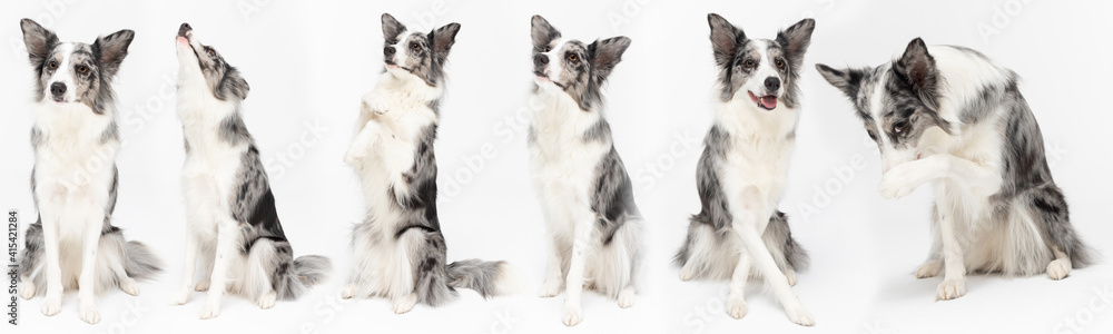Multiple seated dog poses in a panoramic frame. Purebred Border Collie dog in shades of white and black, and long and fine hair. An excellent herding dog. Multiple seated dog poses in a panoramic frame. Purebred Border Collie dog in shades of white and black, and long and fine hair. An excellent herding dog.