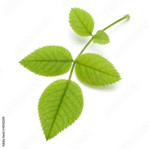 Green rose leaf isolated on white background cutout