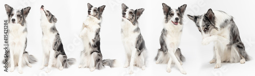 Multiple seated dog poses in a panoramic frame. Purebred Border Collie dog in shades of white and black  and long and fine hair. An excellent herding dog.