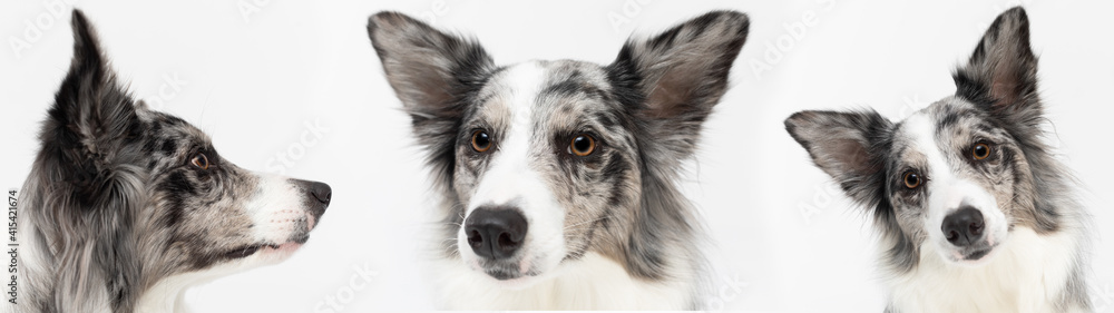 Multiple mouths of a dog carved up close in a panoramic frame. Purebred Border Collie dog in shades of white and black, and long and fine hair. An excellent herding dog. Multiple mouths of a dog carved up close in a panoramic frame. Purebred Border Collie dog in shades of white and black, and long and fine hair. An excellent herding dog.