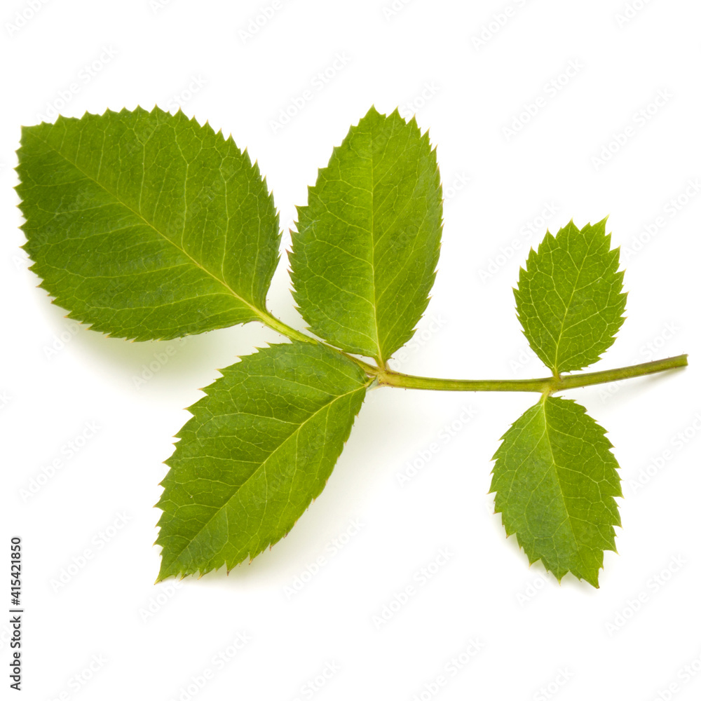 Green rose leaf isolated on white background cutout Green rose leaf isolated on white background cutout