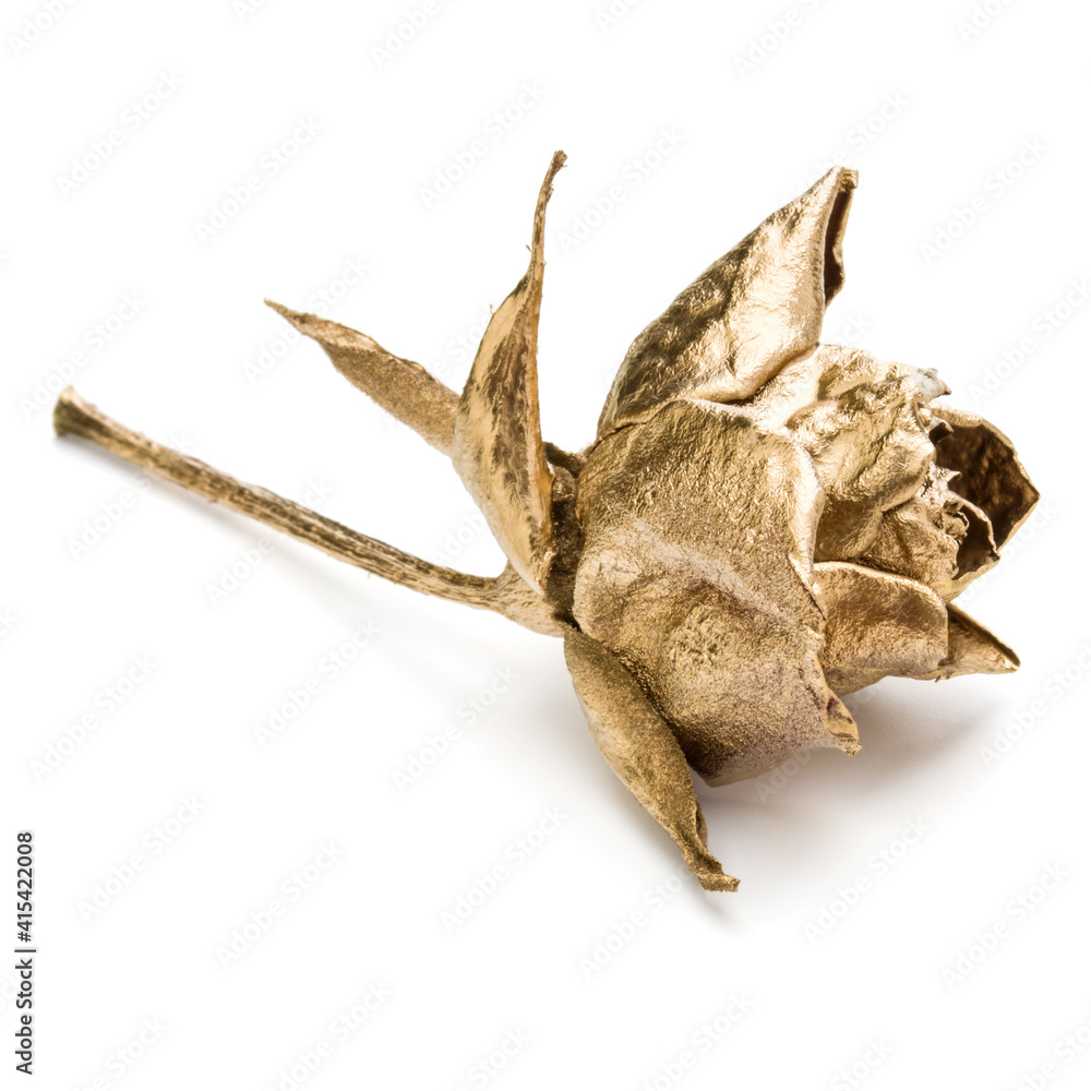 Fototapeta premium One gold rose isolated on white background cutout. Golden dried flower head, romance concept.