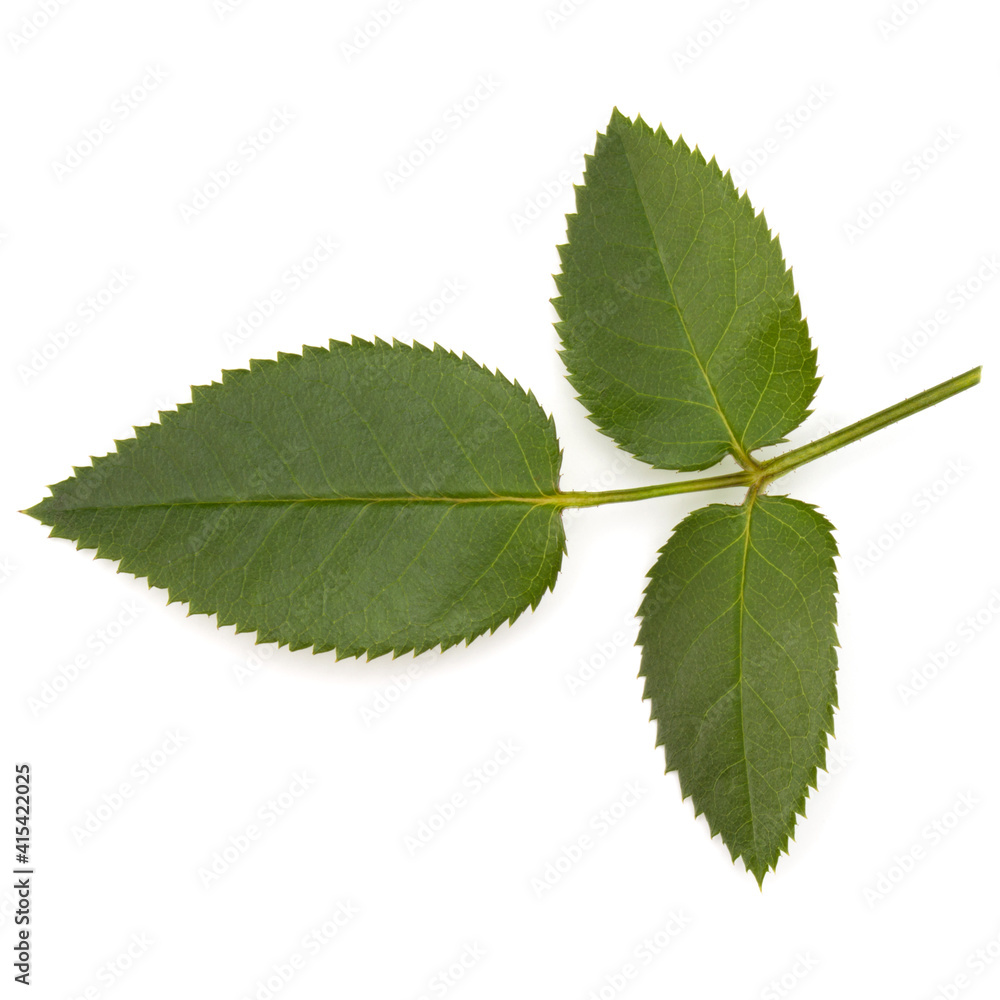 Green rose leaf isolated on white background cutout Green rose leaf isolated on white background cutout