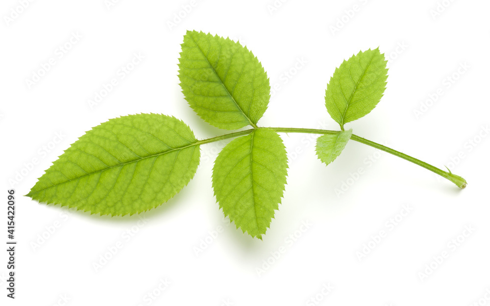 Green rose leaf isolated on white background cutout Green rose leaf isolated on white background cutout