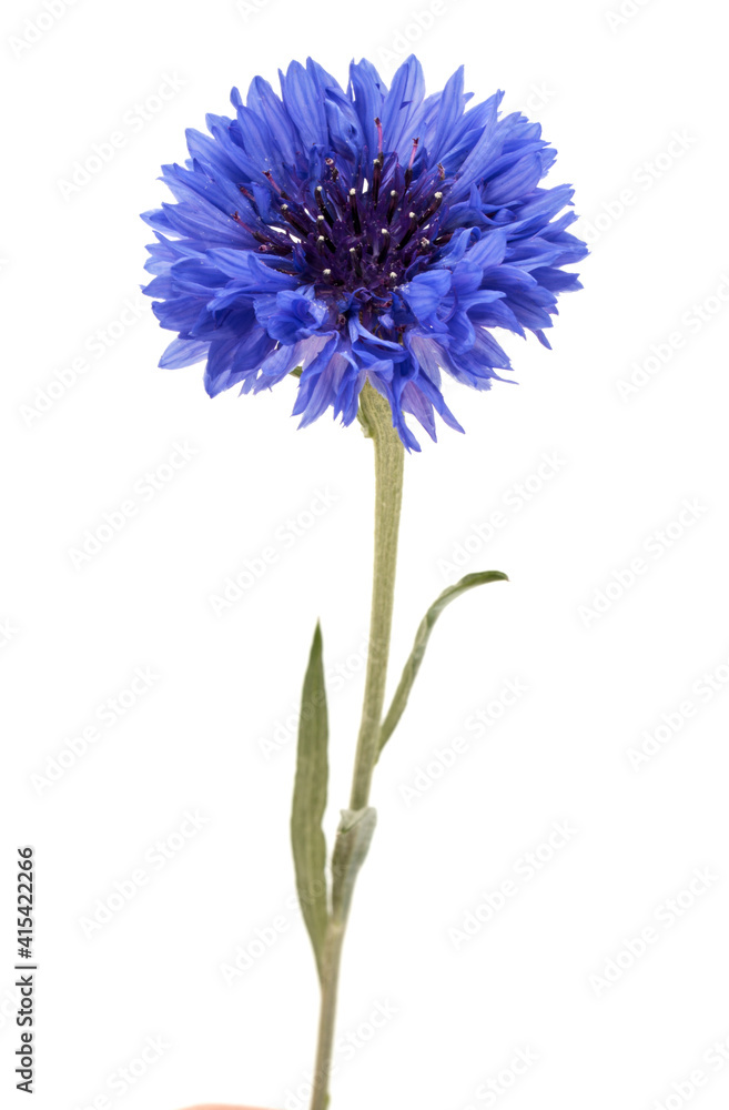Blue Cornflower Herb or bachelor button flower head isolated on white background cutout