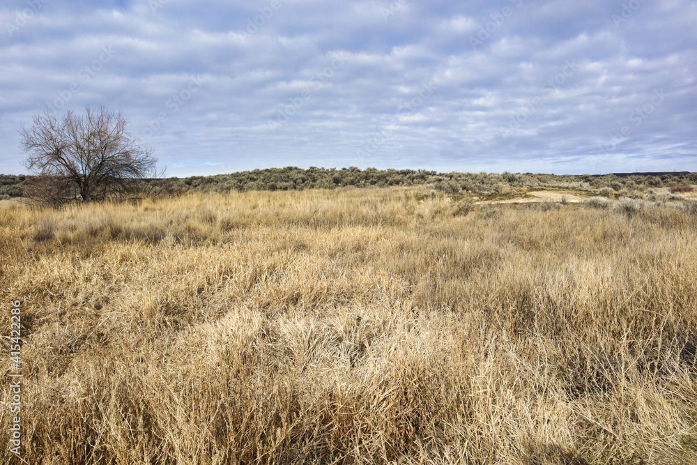 Winter Meadow