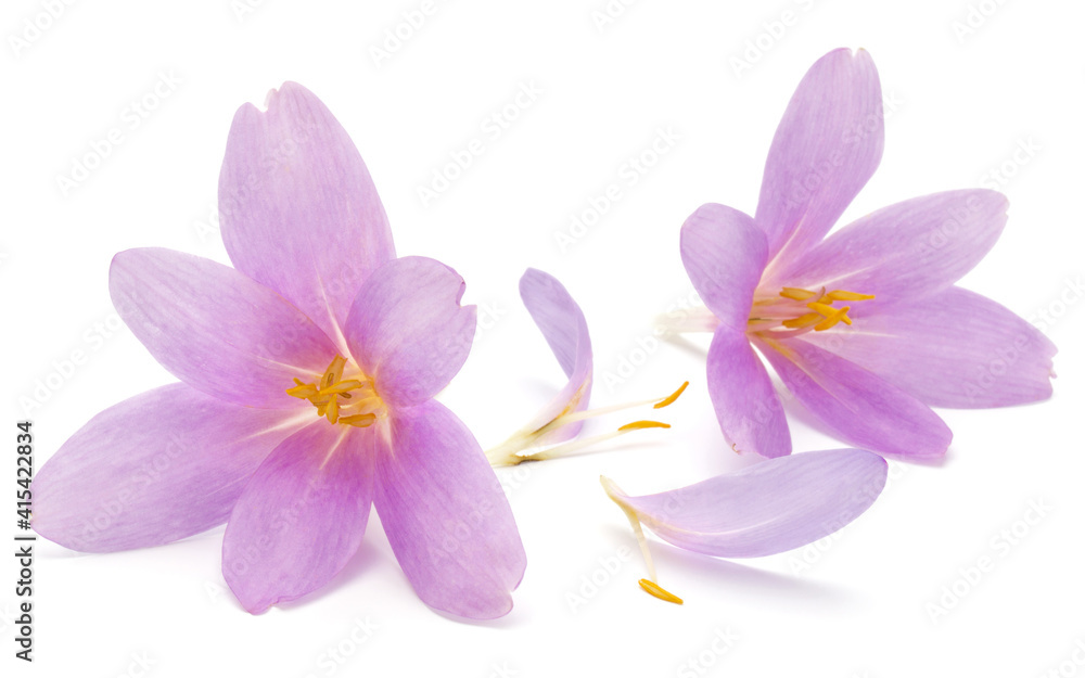 lilac crocus flowers isolated on white background lilac crocus flowers isolated on white background