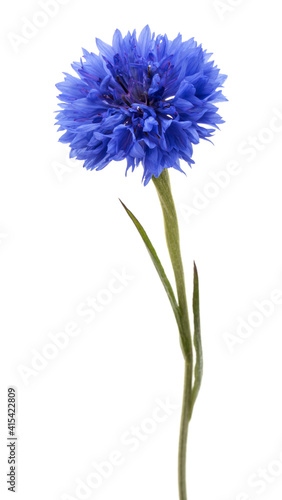 Blue Cornflower Herb or bachelor button flower head isolated on white background cutout © Natika