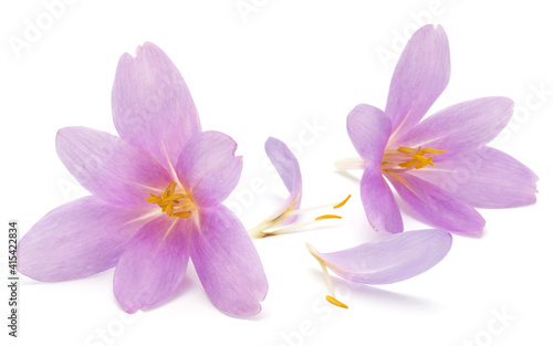 lilac crocus flowers isolated on white background