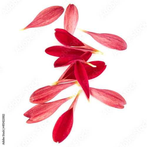 Red chrysanthemum flower petals isolated on white background