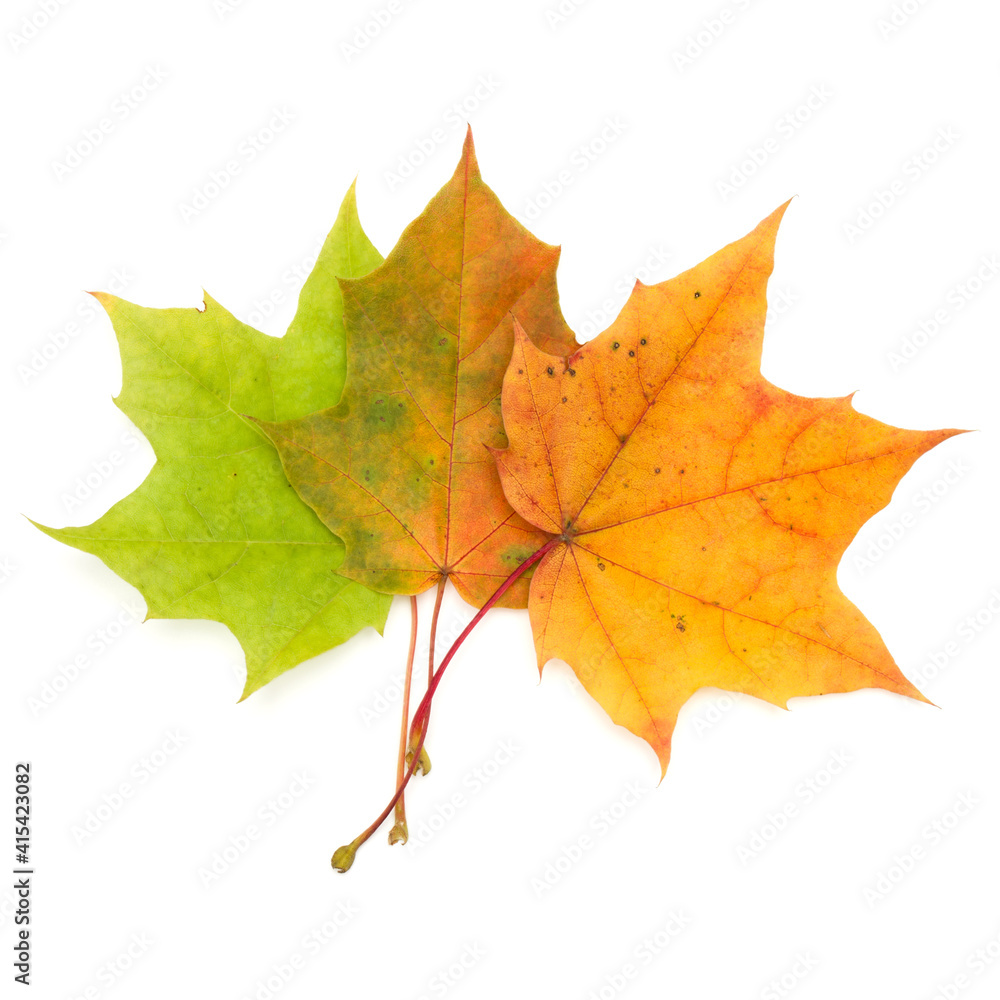 colorful autumn maple leaf isolated on white background colorful autumn maple leaf isolated on white background