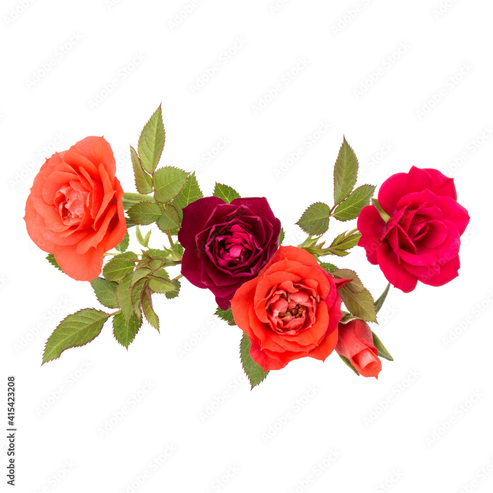 Fototapeta premium colorful rose flower bouquet with green leaves isolated on white background cutout