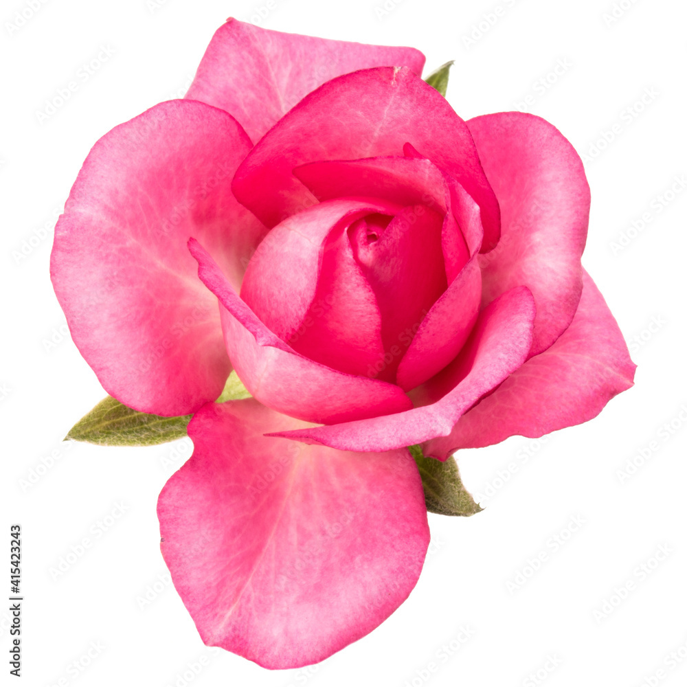 one pink rose flower isolated on white background cutout one pink rose flower isolated on white background cutout