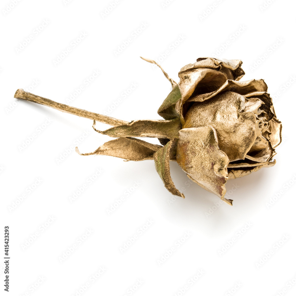 Fototapeta premium One gold rose isolated on white background cutout. Golden dried flower head, romance concept.