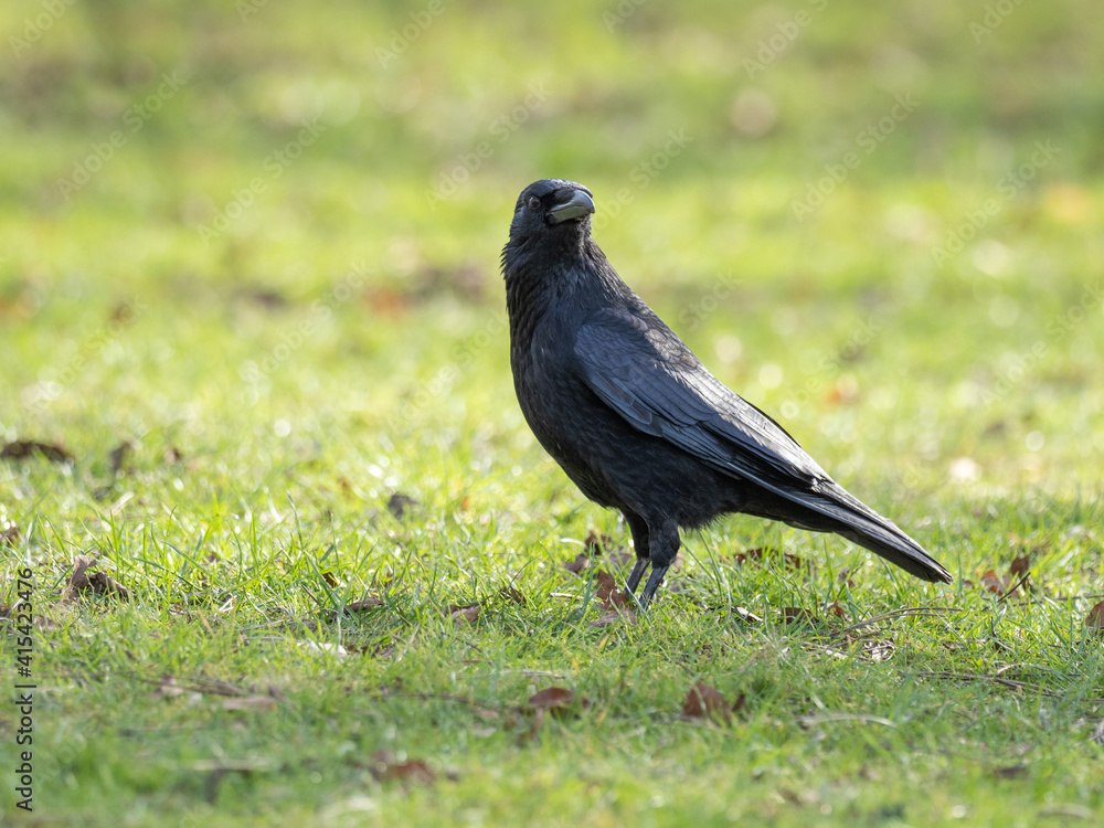 A Crow on Grass Looking for Food A Crow on Grass Looking for Food