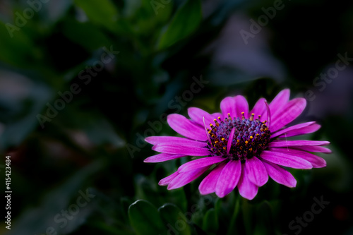 Beautiful lilac or violet colored flower of name Osteospermum ecklonis with macro selective focus