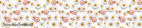 Beautiful daisy flowers background  banner