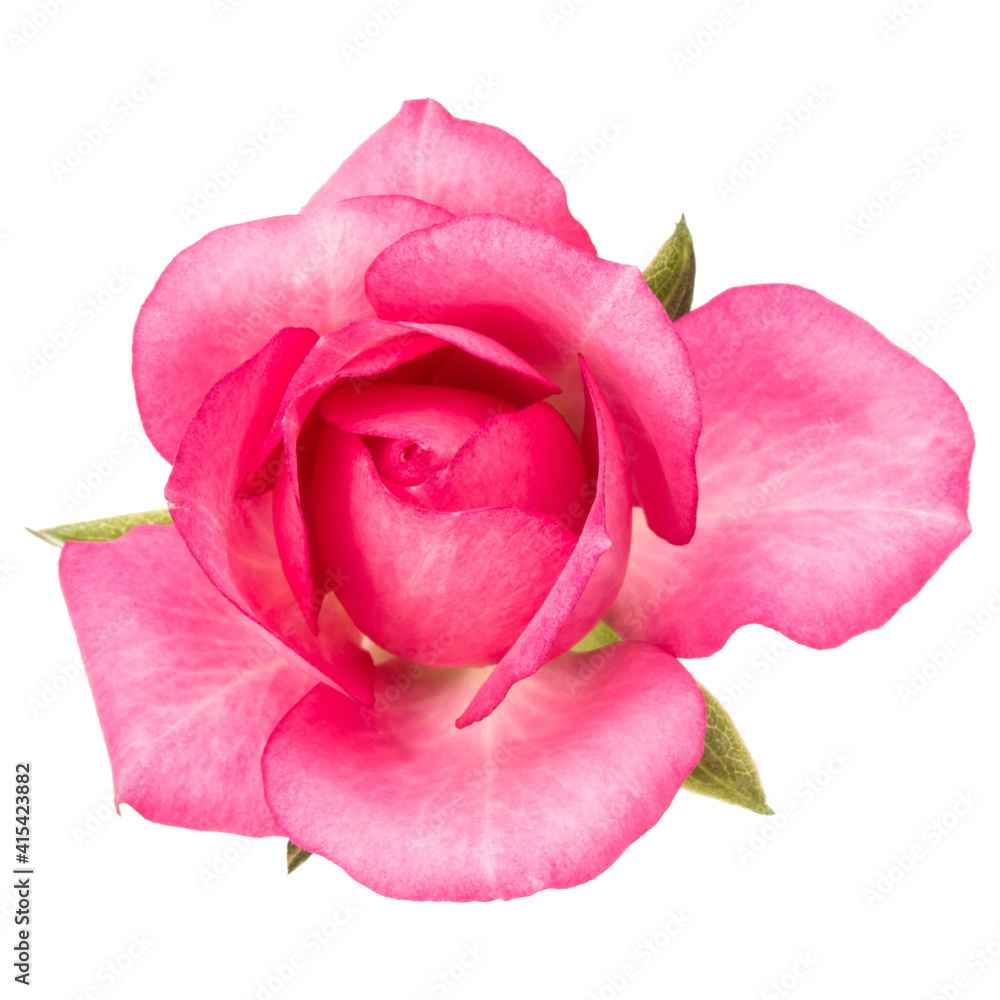 one pink rose flower isolated on white background cutout one pink rose flower isolated on white background cutout
