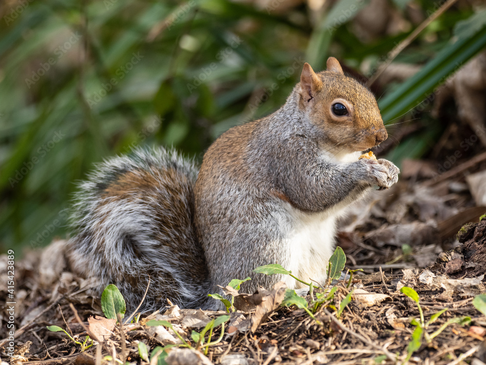 A Grey Squirrel Feeding A Grey Squirrel Feeding