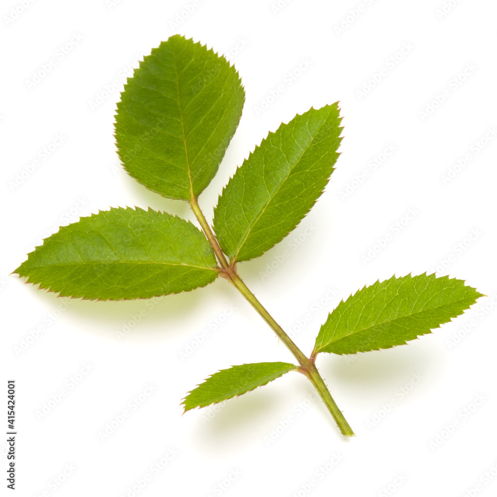 Green rose leaf isolated on white background cutout Green rose leaf isolated on white background cutout