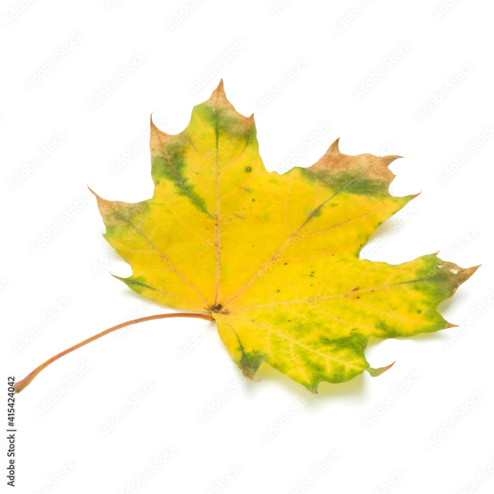colorful autumn maple leaf isolated on white colorful autumn maple leaf isolated on white